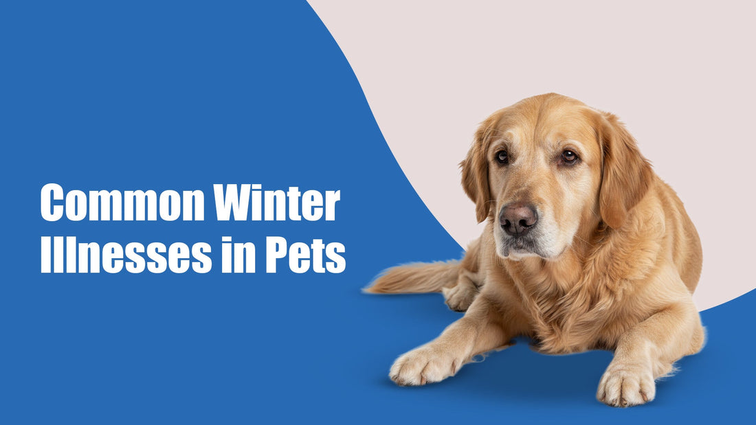 Common Winter Illnesses in Pets & How to Prevent Them