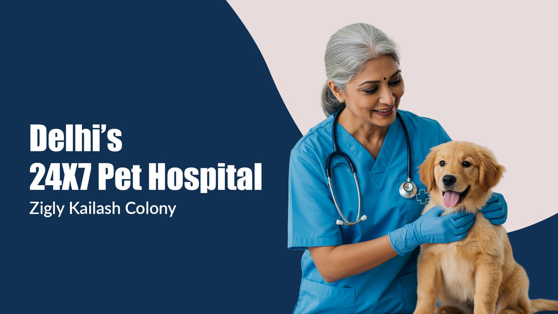 Compassion Meets Cutting-Edge Care with Zigly Kailash Colony 24*7 Pet Hospital
