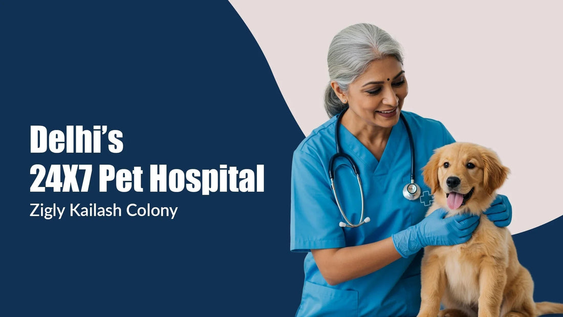 Zigly 24x7 pet hospital Delhi, vet examining happy puppy at Kailash Colony clinic