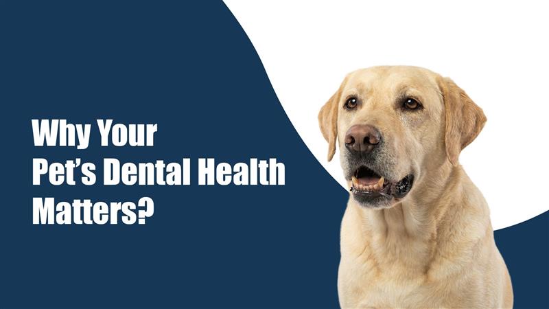 Why Your Pet’s Dental Health Matters More Than You Think