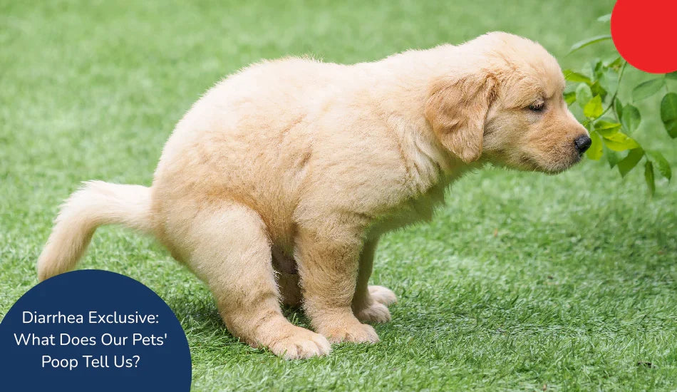 Golden retriever puppy pooping on grass, Zigly pet health, diarrhea tips for dogs