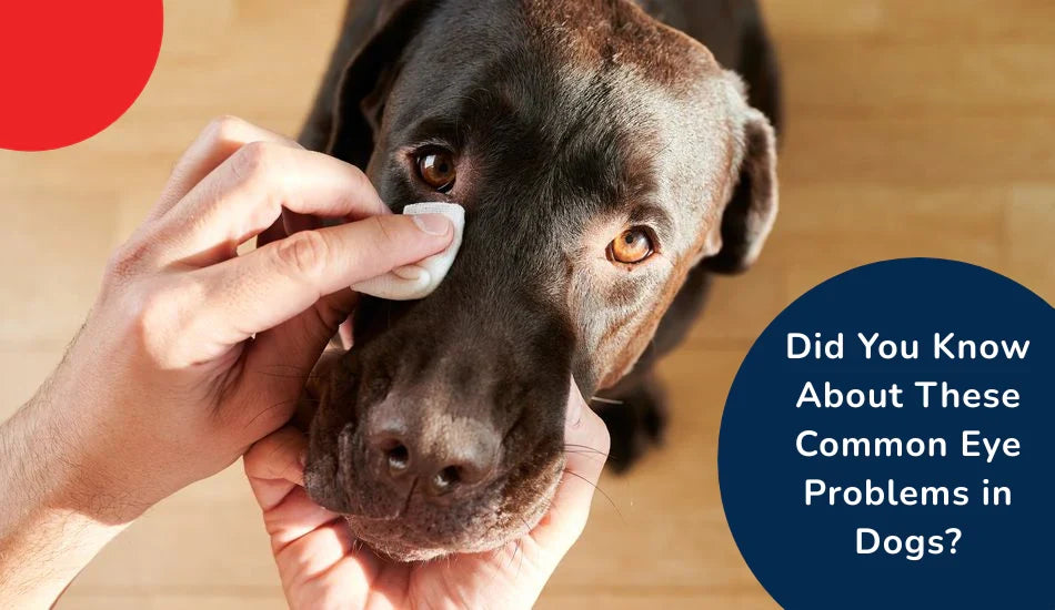 Person cleaning a dog's eye, text about common dog eye problems, zigly