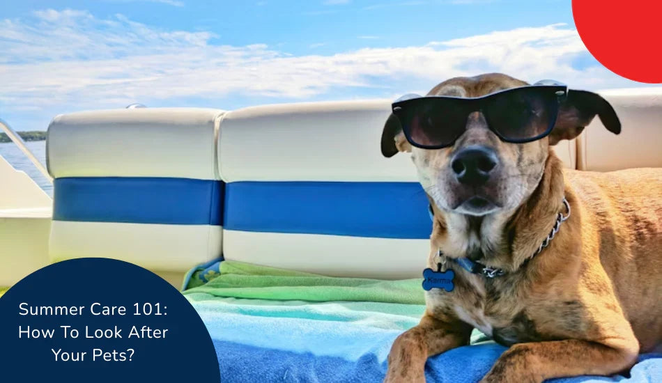 Dog wearing sunglasses on a boat with Zigly summer pet care tips text, blue sky background