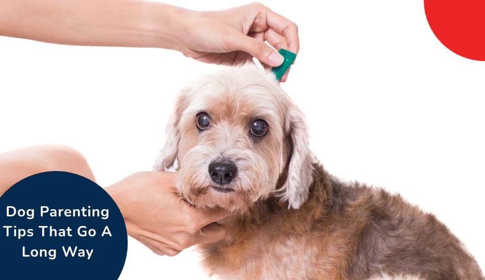 Dog getting ear treatment with text 'Dog Parenting Tips' and zigly branding.