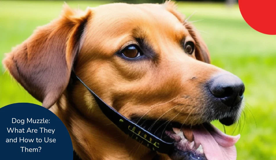 Brown dog wearing a muzzle outdoors on grass, zigly dog muzzle safety guide