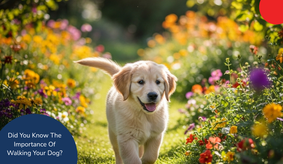 Did You Know The Importance Of Walking Your Dog?