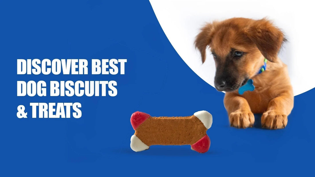 Puppy with blue collar looking at dog biscuit treat on blue background, zigly pet products