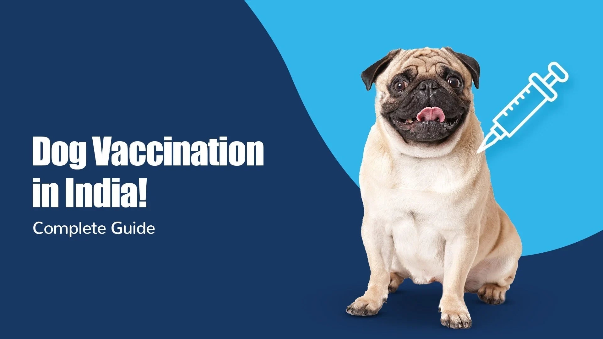 Dog Vaccination Guide Schedule, Costs & Tips Zigly