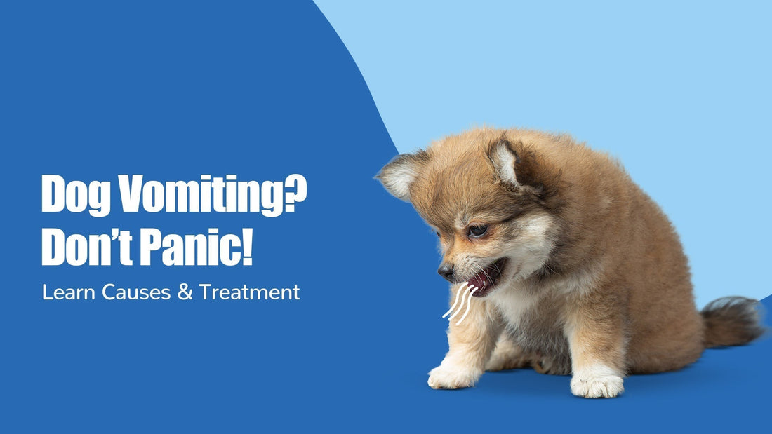 Dog Vomiting Causes, Symptoms & Treatments: Complete Guide for Pet Owners