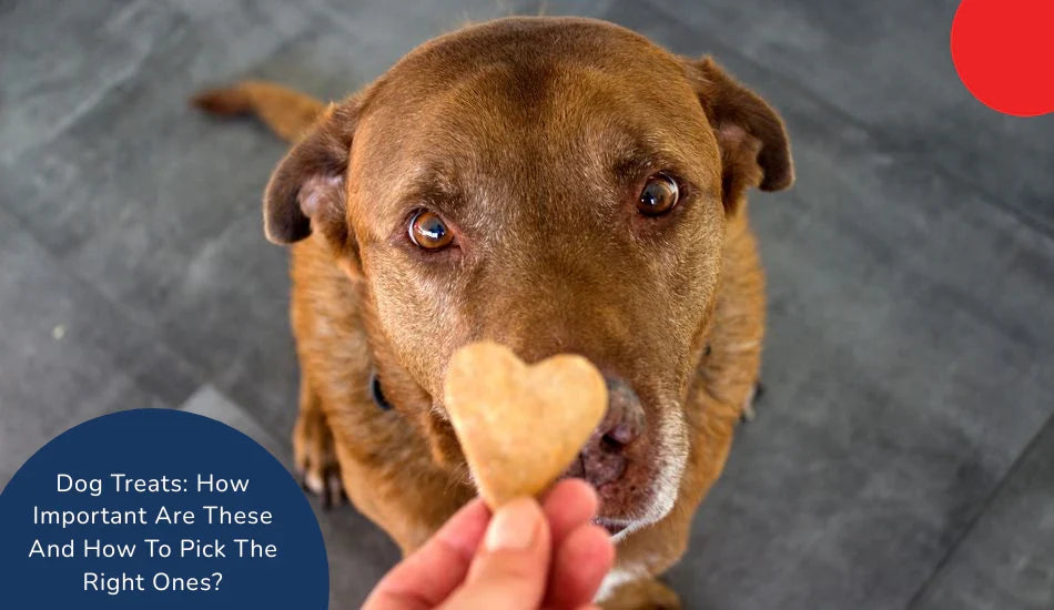 Brown dog staring at heart-shaped treat on gray floor, zigly dog treats concept
