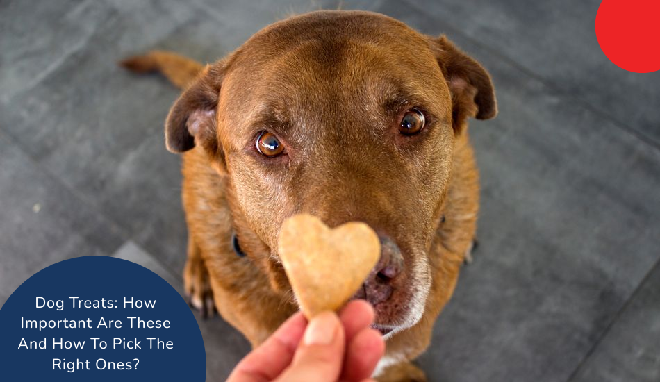 dog-treats-how-important-are-these-and-how-to-pick-the-right-ones