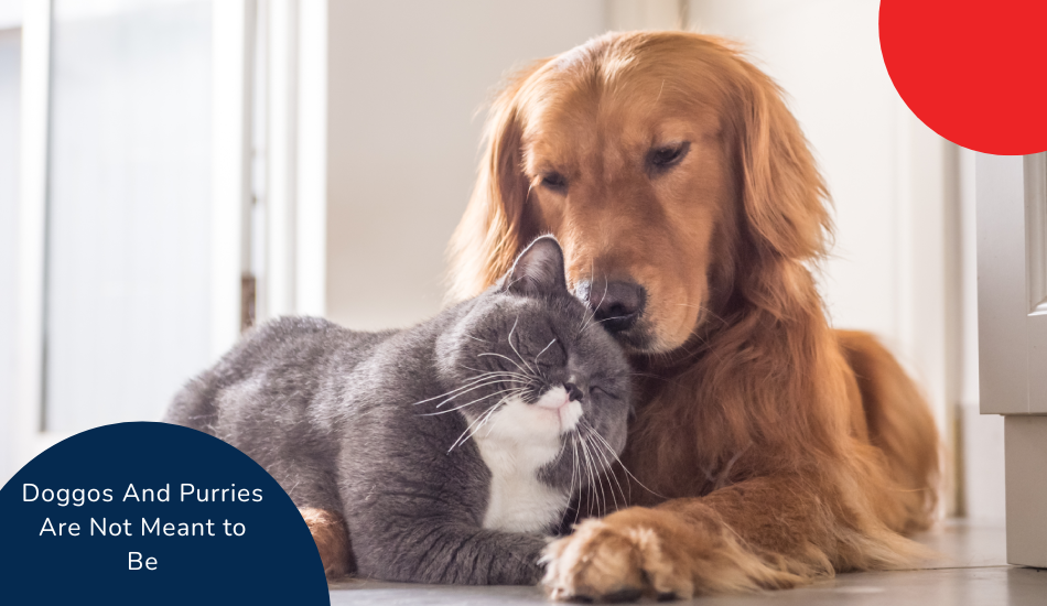 Doggos And Purries Are Not Meant to Be: Is This Really True?