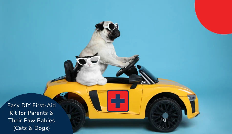 zigly cat and pug in sunglasses in yellow toy car with first aid cross, blue background