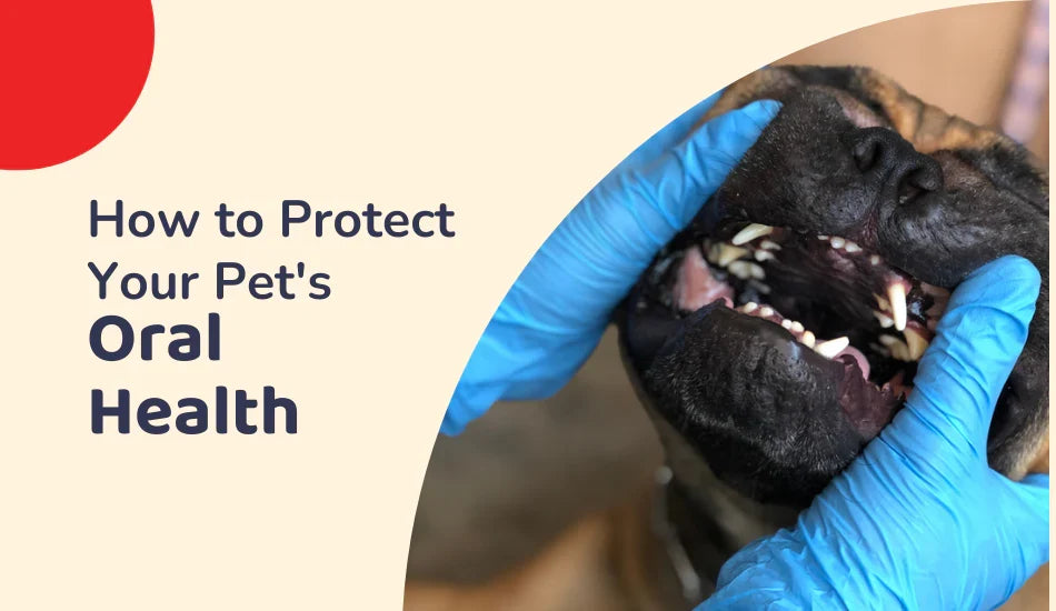 Vet in blue gloves checks dog's teeth for oral health, Zigly pet care guide graphic