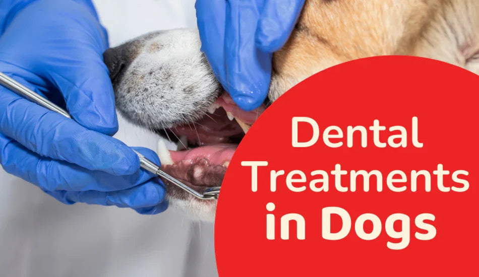 Everything You Should Know About Dog Dental Treatment | Zigly