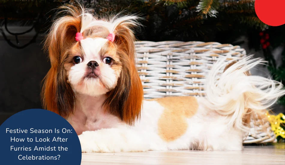 Cute Shih Tzu dog with bows on festive background, wicker basket and Zigly holiday care tips.