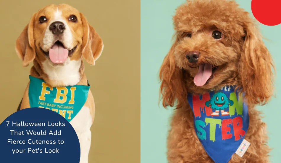 Two cute dogs in Halloween bandanas, zigly pet costumes, festive background, Halloween pets
