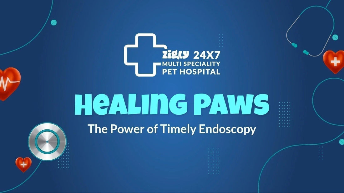 Zigly pet hospital Healing Paws endoscopy banner with stethoscope and heart graphics