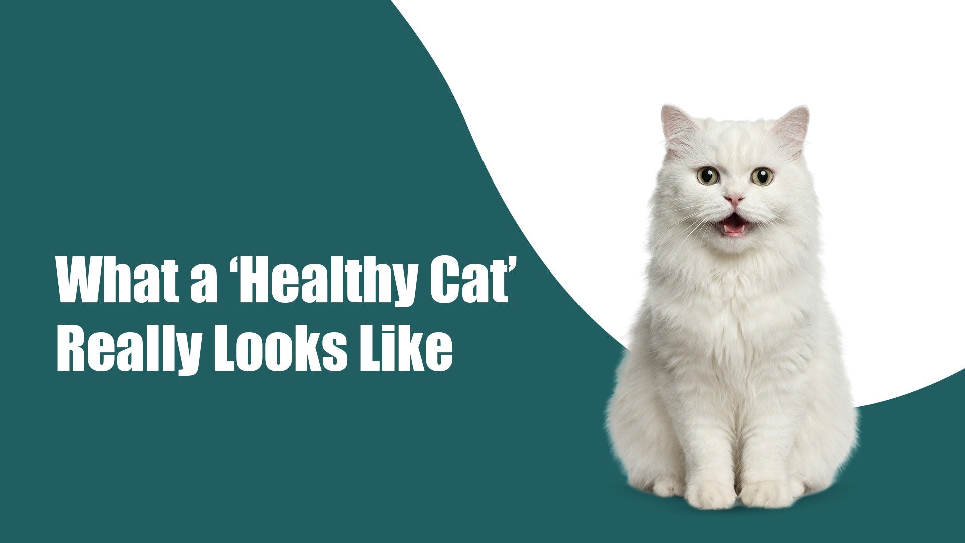 What a Healthy Cat Looks Like: 8 Signs Every Cat Parent Should Know | Zigly