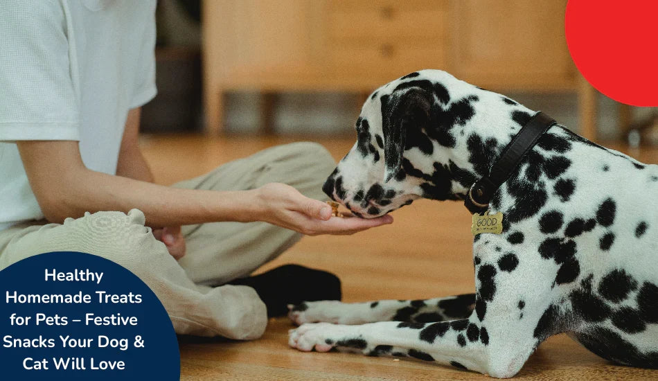 Person feeding a Dalmatian homemade pet treats indoors, zigly healthy dog snacks.