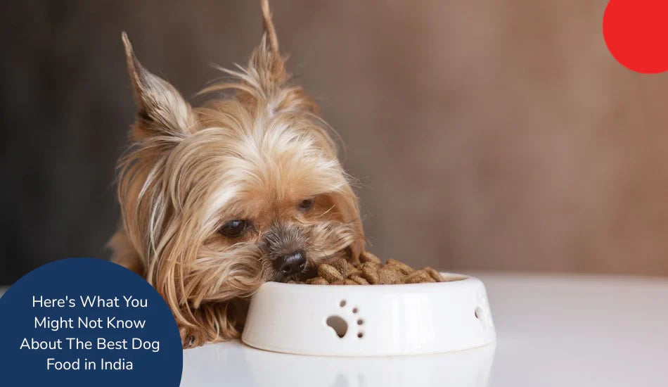 Yorkshire terrier eating dry dog food from white bowl, Zigly best dog food India guide.