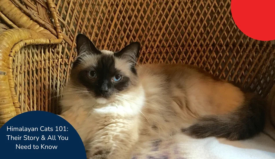 Himalayan cat lounging on wicker chair, Zigly Himalayan cat breed information, cozy setting