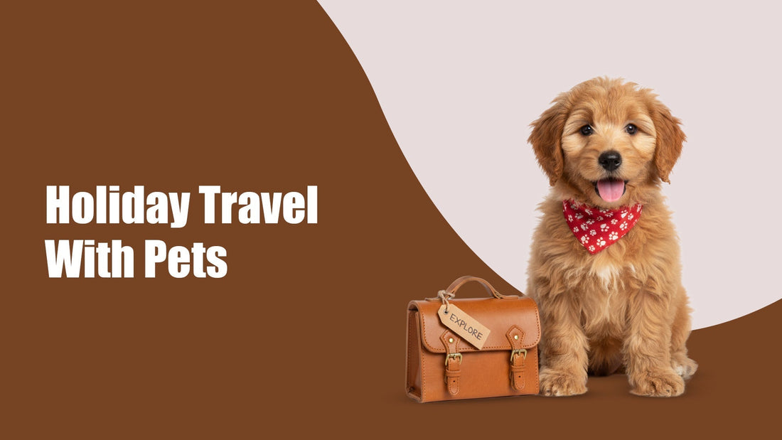 Holiday Travel With Pets: What to Pack, Prep & Plan