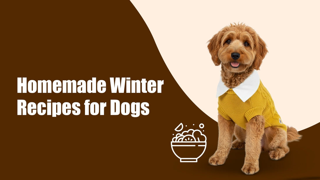 Cute dog in mustard sweater and white collar with homemade winter recipes text for dogs by zigly