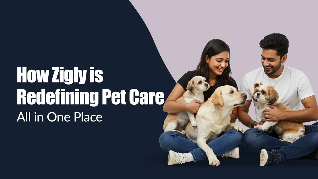 Zigly pet care banner with smiling couple and three dogs sitting together