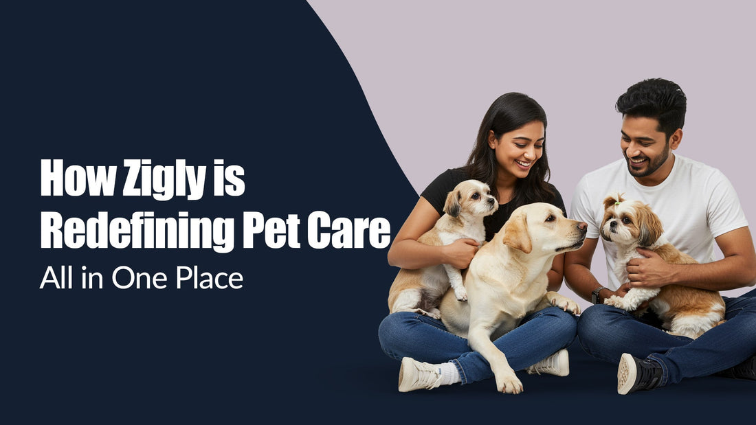 How Zigly is Redefining Pet Care All in One Place