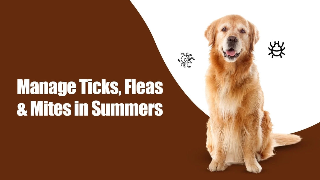 Golden retriever dog with ticks, fleas, and mites graphics, zigly pet care summer tips