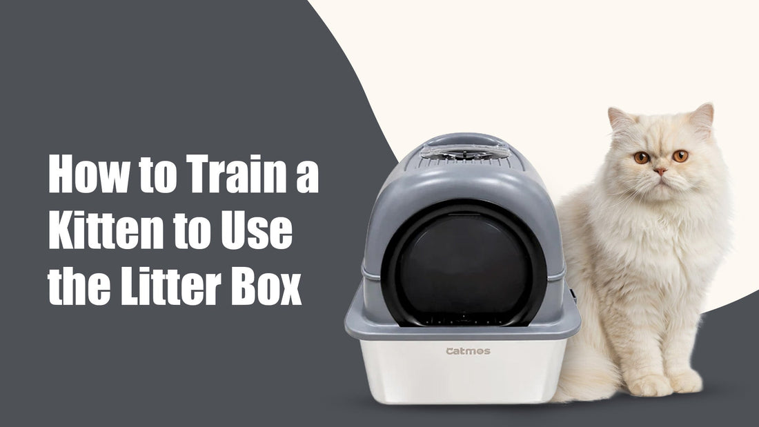 How to Train a Kitten to Use the Litter Box Without Losing Your Mind