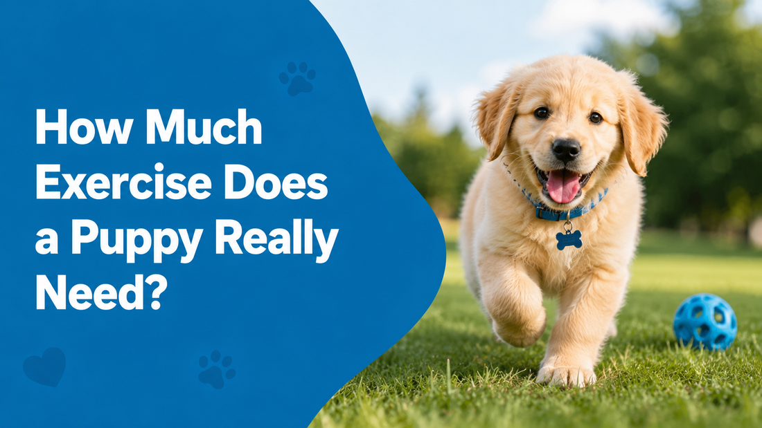 How Much Exercise Does a Puppy Really Need? Too Much Can Harm Growing Joints 