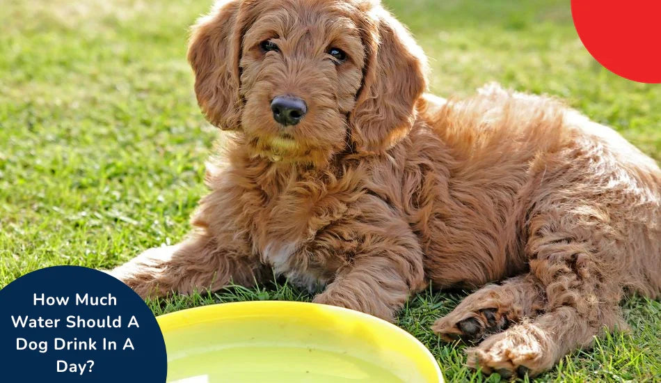 Zigly brown dog lying on grass beside yellow water bowl, hydration for dogs concept