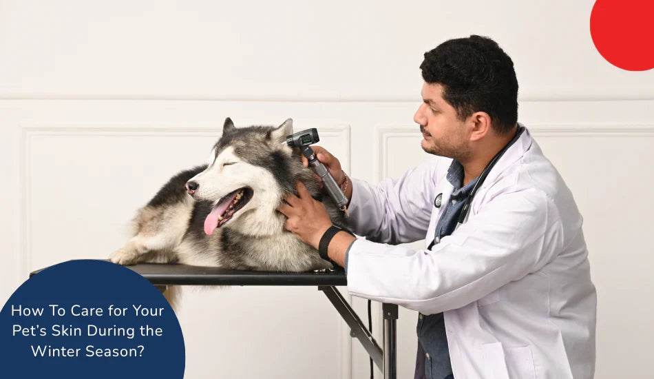 Zigly vet examining happy husky on table, winter pet skin care concept