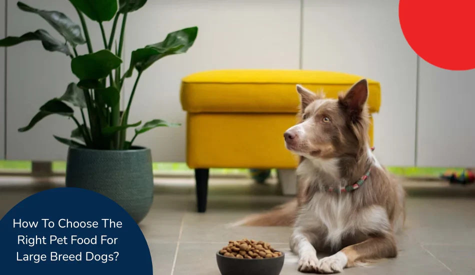 Zigly large breed dog lying on floor near kibble bowl, yellow ottoman, and indoor plant.