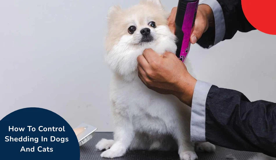 Groomer trimming fluffy dog fur, pet shedding control tips, zigly pet care