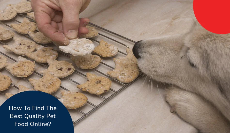 Dog sniffing homemade pet treats on cooling rack, hand offering biscuit, zigly pet food online
