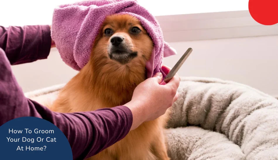Person grooming dog at home with towel and comb in cozy bed, zigly pet care tips