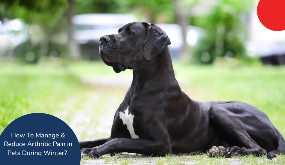 hhow-to-manage-reduce-arthritic-pain-in-pets-during-winter