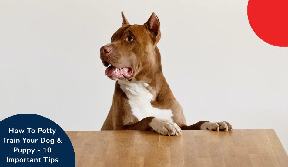 Brown dog with white chest at table, Zigly potty training tips text, neutral background