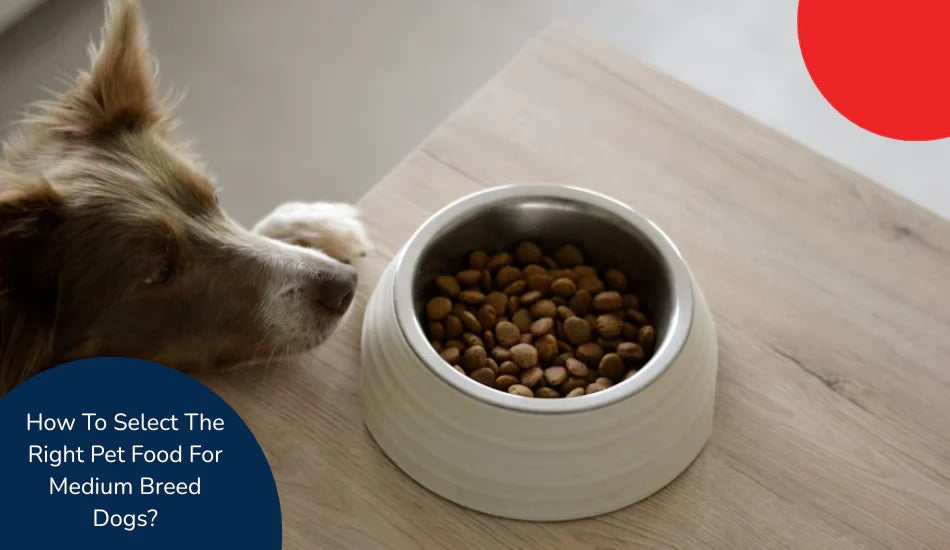 Medium breed dog looking at kibble in bowl on table, pet food selection tips by zigly