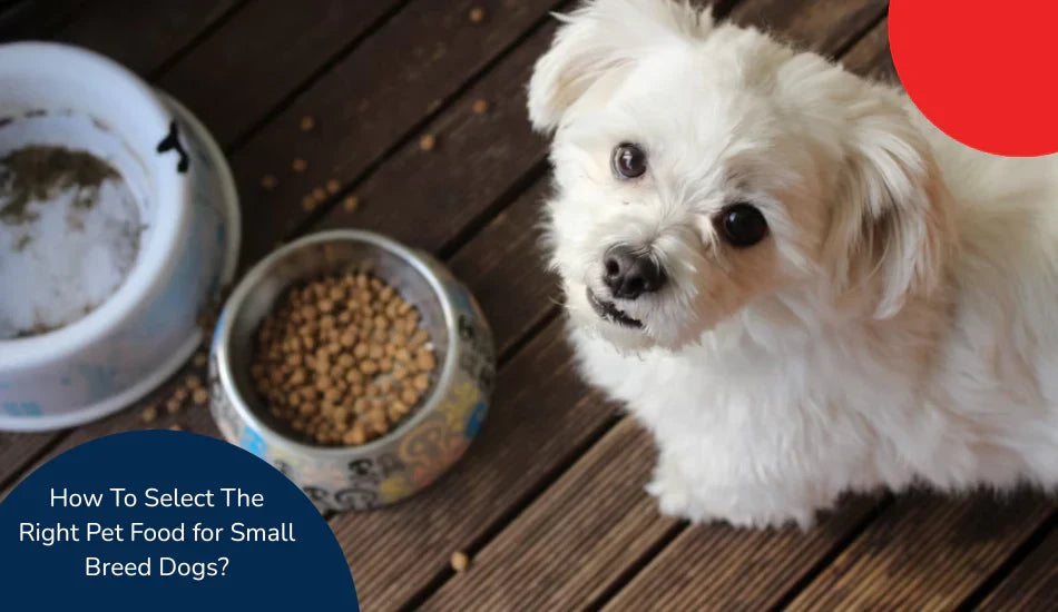 Small white dog beside bowls of pet food on wooden floor, Zigly guide for small breed dogs