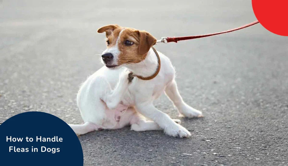 Jack Russell dog scratching on leash, How to Handle Fleas in Dogs, zigly