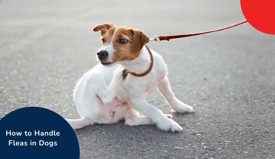 How to Handle Fleas in Dogs