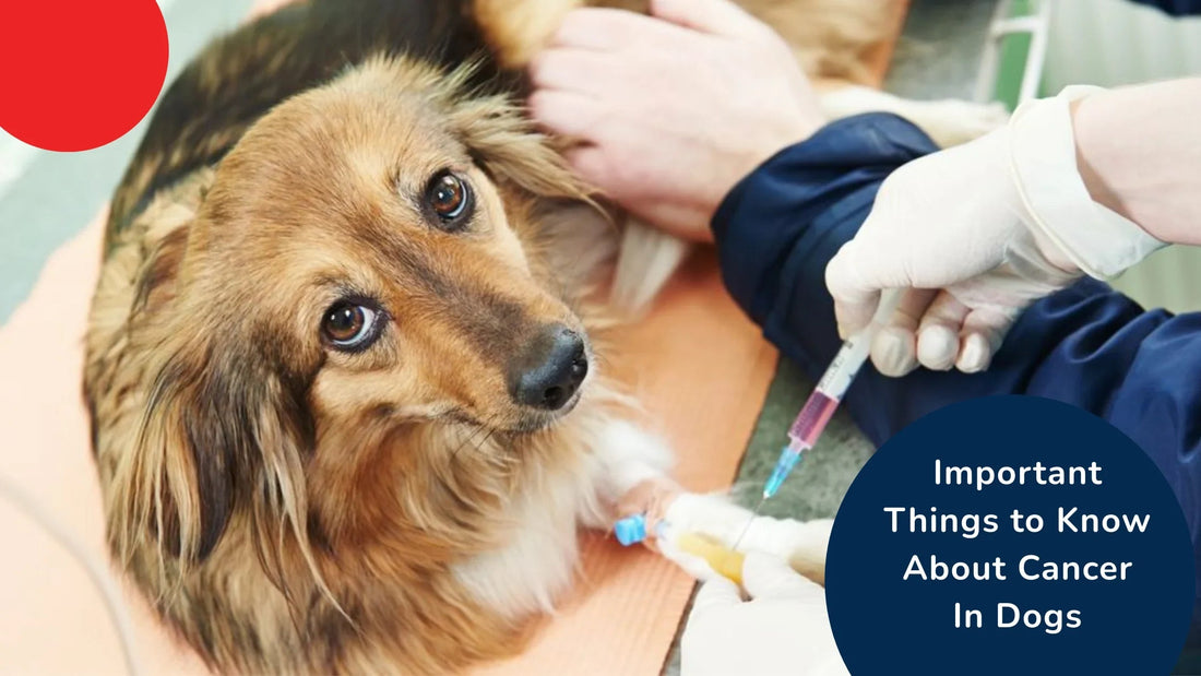 zigly dog receiving injection at vet, important things to know about cancer in dogs