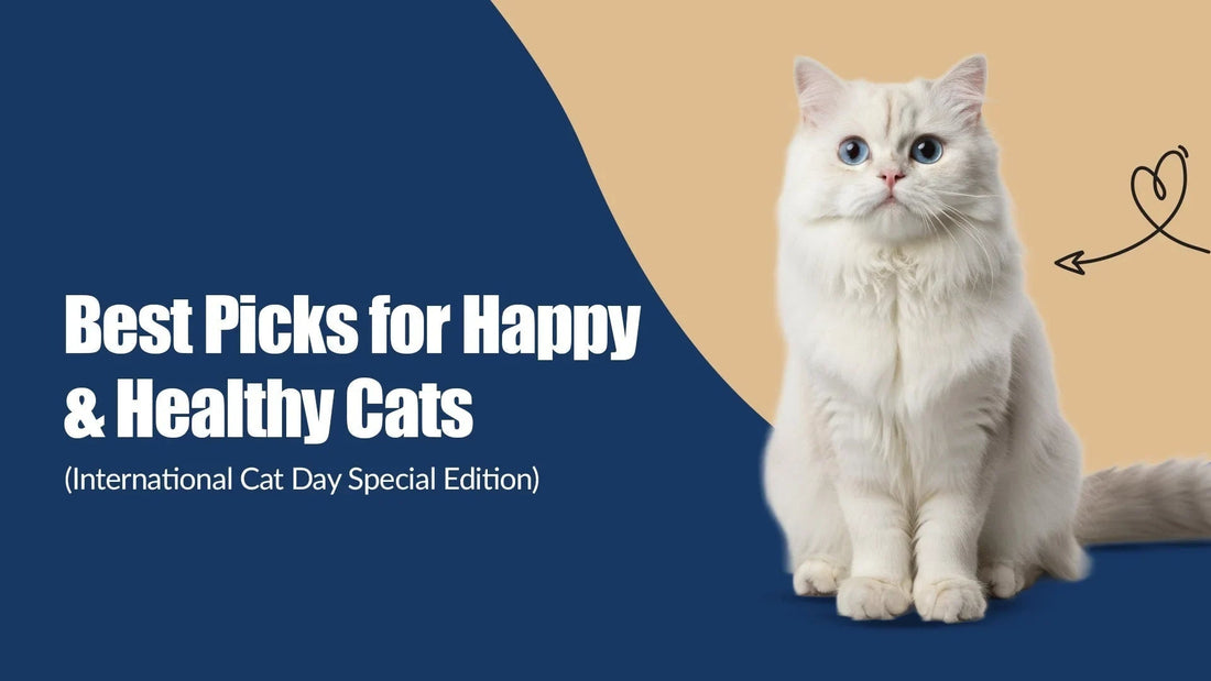 Zigly International Cat Day banner with fluffy white cat and text for happy healthy cats