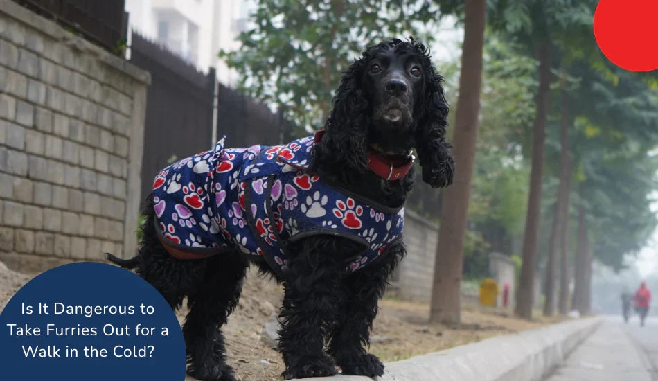 Black dog in paw print winter coat on city sidewalk, outdoor walk in cold, zigly