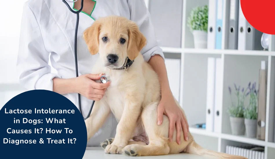 Veterinarian examining a golden retriever puppy for lactose intolerance, zigly clinic setting