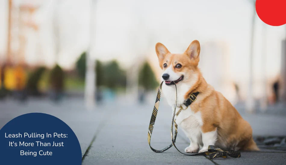 Corgi holding leash in mouth outdoors, zigly pet training, leash pulling awareness